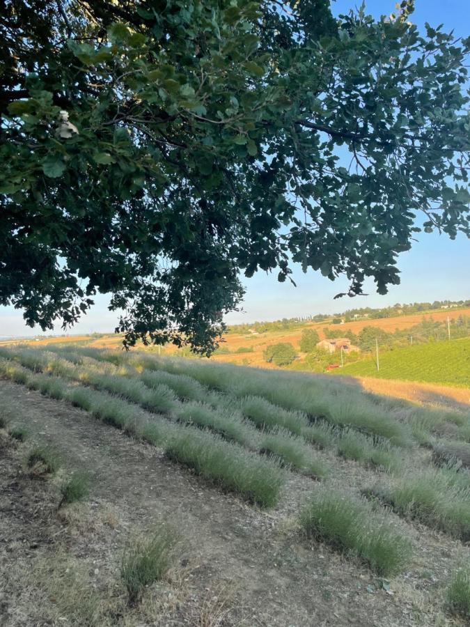La Ca Dal Non Bioagriturismo - Alpenice Savignano sul Panaro Exteriör bild